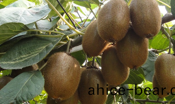 獼(mi)猴(hou)桃(tao)溫度(du)要求(qiu)