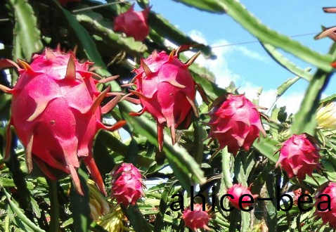 火(huo)龍菓(guo)冷庫貯藏溫(wen)度
